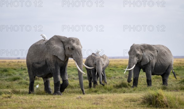 African elephant (Loxodonta africana) with heron on its back, Amboseli National Park, Rift Valley Province, Kenya
