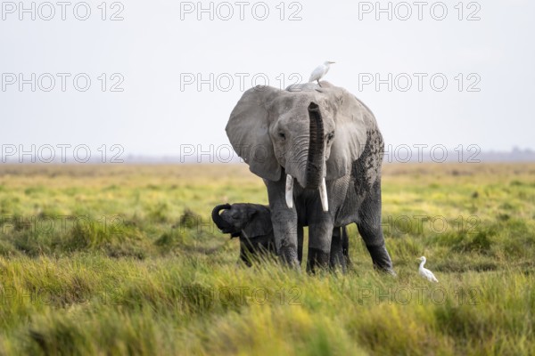 African elephant (Loxodonta africana), young animal killing, heron on the back, Amboseli National Park, Rift Valley Province, Kenya