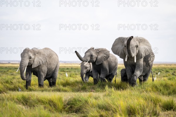 Four African elephants (Loxodonta africana), active, trumpets and aggression, Amboseli National Park, Rift Valley Province, Kenya