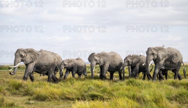 Animal Herd, African Elephant (Loxodonta africana), Amboseli National Park, Rift Valley Province, Kenya