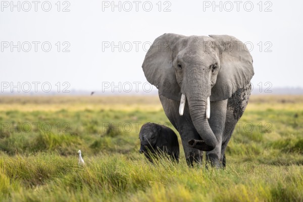 African elephant (Loxodonta africana), mother and young in Amboseli National Park, Rift Valley Province, Kenya
