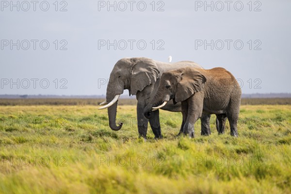 Two African elephants (Loxodonta africana), Amboseli National Park, Rift Valley Province, Kenya