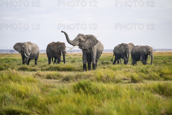 Herd, African elephant (Loxodonta africana) killing, heron on the back, Amboseli National Park, Rift Valley Province, Kenya