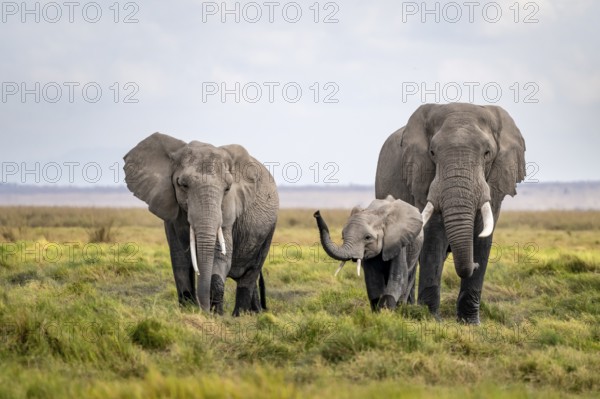 African elephant (Loxodonta africana), family with young animals in Amboseli National Park, Rift Valley Province, Kenya