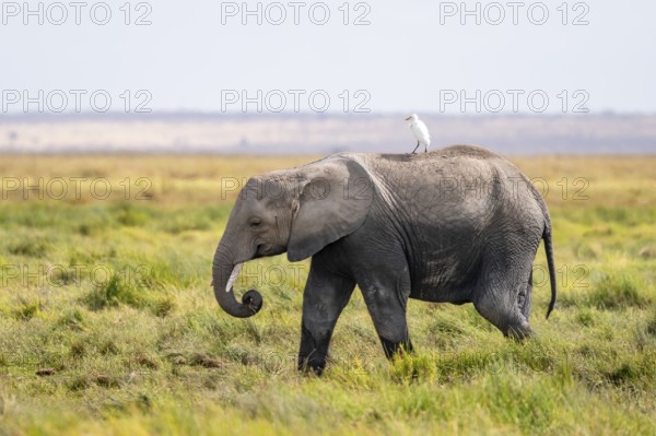 Young animal with bird on its back, African elephant (Loxodonta africana), Amboseli National Park, Rift Valley Province, Kenya