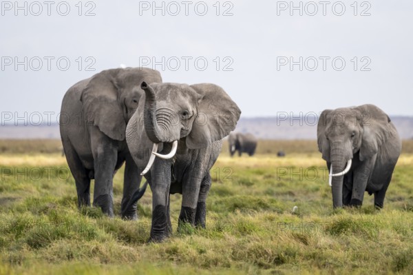 African elephant (Loxodonta africana), herd of young animals in Amboseli National Park, Rift Valley Province, Kenya