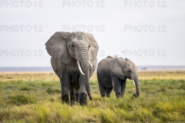 African elephant (Loxodonta africana), cow heron on the back, Amboseli National Park, Rift Valley Province, Kenya