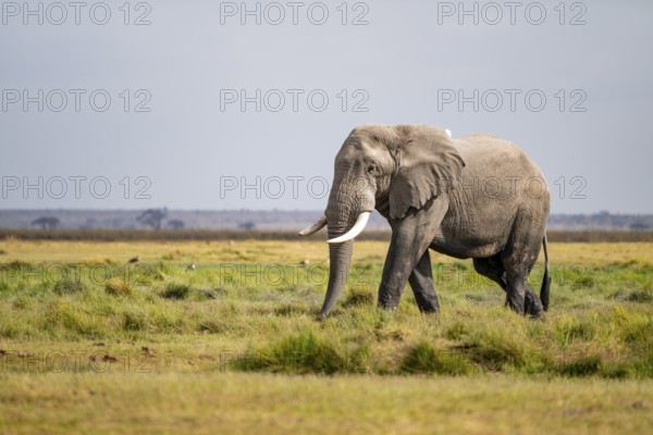 African elephant (Loxodonta africana), Amboseli National Park, Rift Valley Province, Kenya
