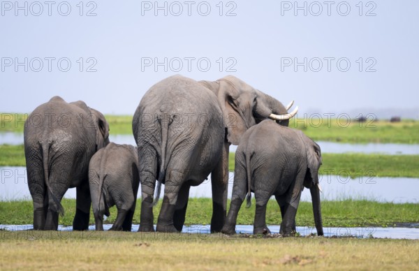 Funny, herd standing in line at water and drinking, African elephant (Loxodonta africana), Amboseli National Park, Rift Valley Province, Kenya