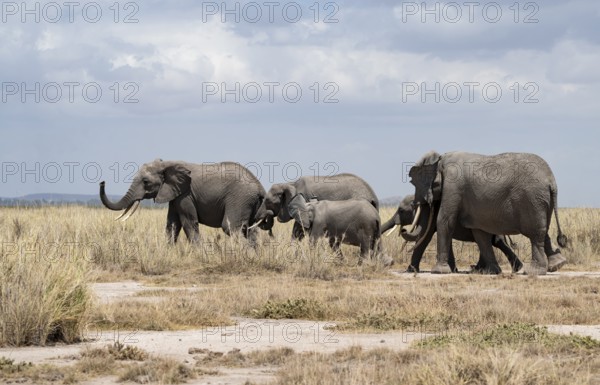 Arid Landscape, African Elephant (Loxodonta africana), Amboseli National Park, Rift Valley Province, Kenya