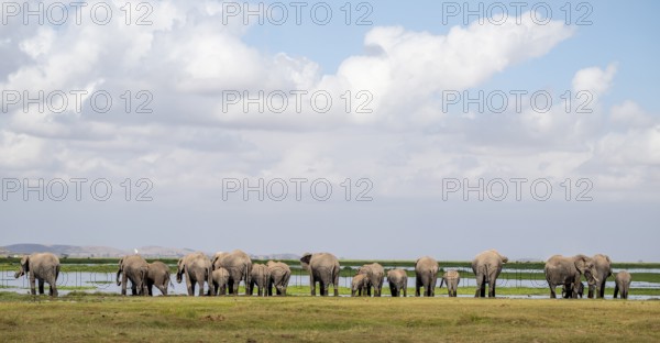 Herd standing in line at water drinking, African elephant (Loxodonta africana), Amboseli National Park, Rift Valley Province, Kenya