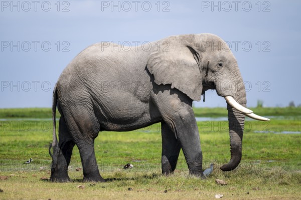 Big male, African elephant (Loxodonta africana), Amboseli National Park, Rift Valley Province, Kenya