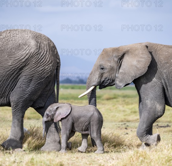 African elephant (Loxodonta africana) with baby, young and dam, Amboseli National Park, Rift Valley Province, Kenya
