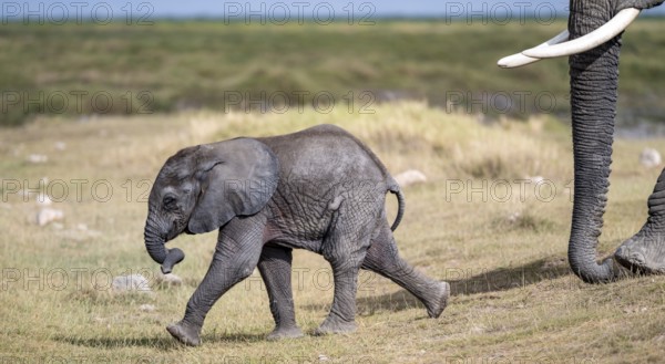 African elephant (Loxodonta africana), baby, young animal, Amboseli National Park, Rift Valley Province, Kenya
