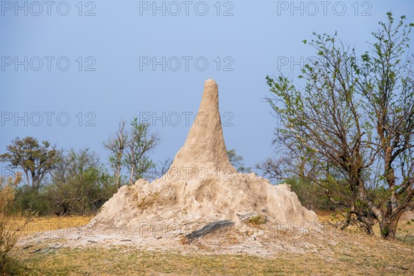 Large termite hill, Moremi Game Reserve, Botswana