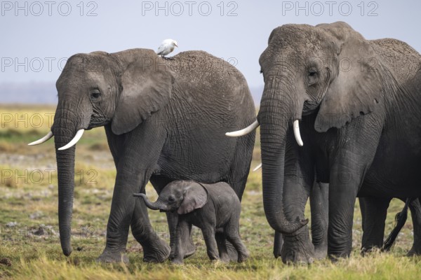 African elephant (Loxodonta africana), herd of young animals in Amboseli National Park, Rift Valley Province, Kenya