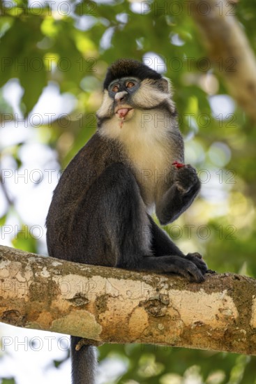 Red-tailed monkeys or Congo white-nosed monkeys (Cercopithecus ascanius schmidti), Kibale National Park, Uganda