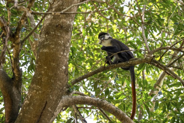 Red-tailed monkeys or Congo white-nosed monkeys (Cercopithecus ascanius schmidti), Kibale National Park, Uganda