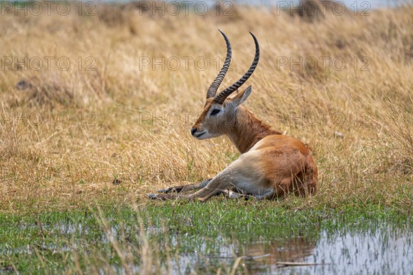 Letschwe or litchi bog antelope (Kobus leche), adult male, in tall dry grass, Okavango Delta, Moremi Game Reserve, Botswana