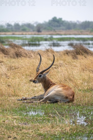 Letschwe or litchi bog antelope (Kobus leche), adult male, in tall dry grass, Okavango Delta, Moremi Game Reserve, Botswana