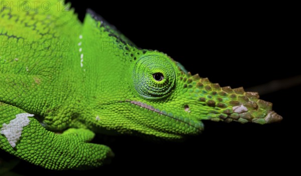 Animal portrait, squishy bihorned chameleon (Kinyongia matschiei), adult male, chameleon on a branch at night, Amani Nature Forest Reserve, Eastern Usambara Mountains, Tanga, Tanzania