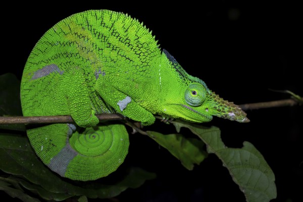 Squishy bihorn chameleon (Kinyongia matschiei), adult male, chameleon on a branch at night, Amani Nature Forest Reserve, Eastern Usambara Mountains, Tanga, Tanzania