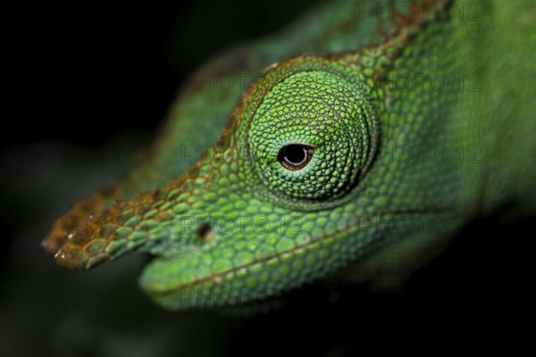 Animal portrait, squishy bihorned chameleon (Kinyongia matschiei), juvenile male, chameleon on a leaf at night, Amani Nature Forest Reserve, Eastern Usambara Mountains, Tanga, Tanzania