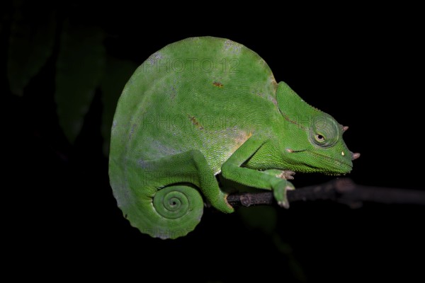 Usambara three-horned chameleon (Trioceros deremensis), chameleon on a branch at night, Amani Nature Forest Reserve, Eastern Usambara Mountains, Tanga, Tanzania