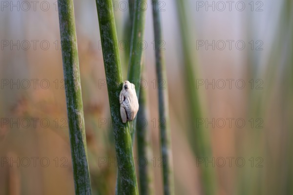Marble redfrog (Hyperolius marmoratus), white frog sitting on a papyrus, Xakanaxa Lagoon, Okavango Delta, Moremi Game Reserve, Botswana