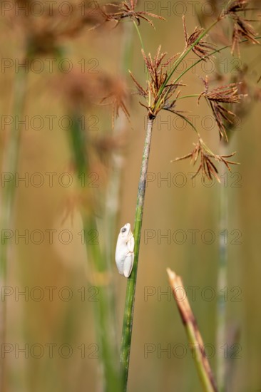 Marble redfrog (Hyperolius marmoratus), white frog sitting on a papyrus, Xakanaxa Lagoon, Okavango Delta, Moremi Game Reserve, Botswana