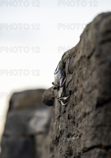 Red rock crab (Grapsus adscensionis), black young on a volcanic rock, coast, La Santa, Lanzarote, Canary Islands, Spain