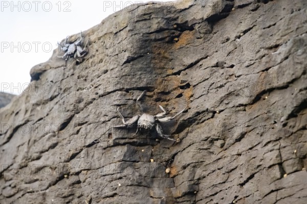 Red rock crabs (Grapsus adscensionis), black cubs on a volcanic rock, coast, La Santa, Lanzarote, Canary Islands, Spain