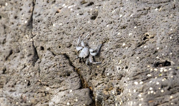 Red rock crab (Grapsus adscensionis), black young on a volcanic rock, coast, La Santa, Lanzarote, Canary Islands, Spain