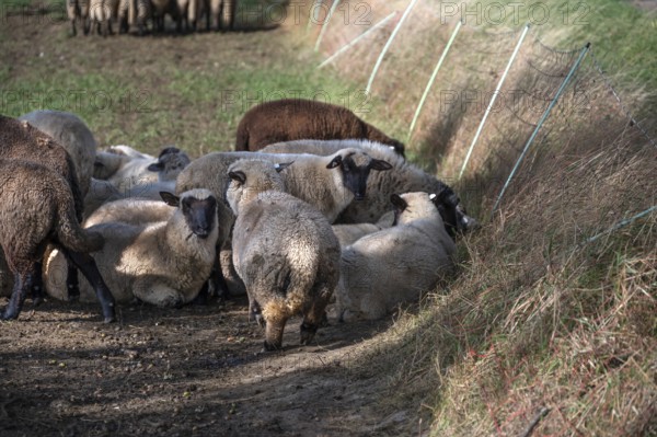Black-headed sheep (Ovis gmelini aries) graze close to a pasture fence, Mecklenburg-Western Pomerania, Germany