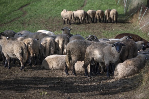 Black-headed sheep (Ovis gmelini aries) graze close to a road separated by a pasture fence, Mecklenburg-Western Pomerania, Germany