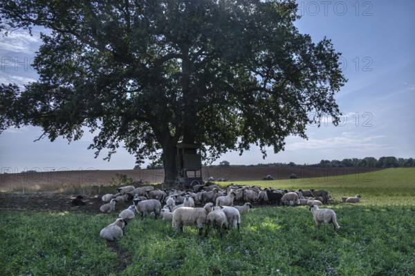 Sheep (Ovis aries) graze under a large oak tree (Quercus), Mecklenburg-Western Pomerania, Germany