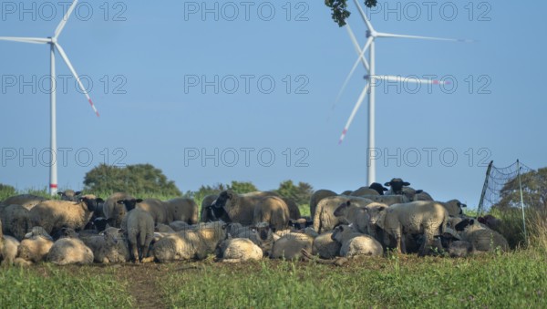 Blackhead sheep resting on pasture with wind turbines in the back, Mecklenburg-Western Pomerania, Germany