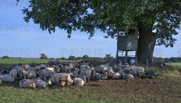 Blackhead sheep resting on pasture under an oak tree (Quercus), Mecklenburg-Western Pomerania, Germany