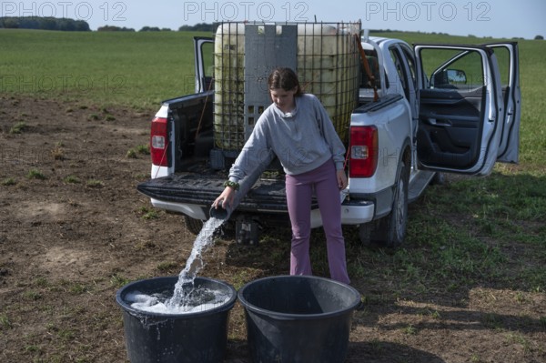 Young girl fills water tubs from a pickup truck for sheep in the pasture, Mecklenburg-Western Pomerania, Germany