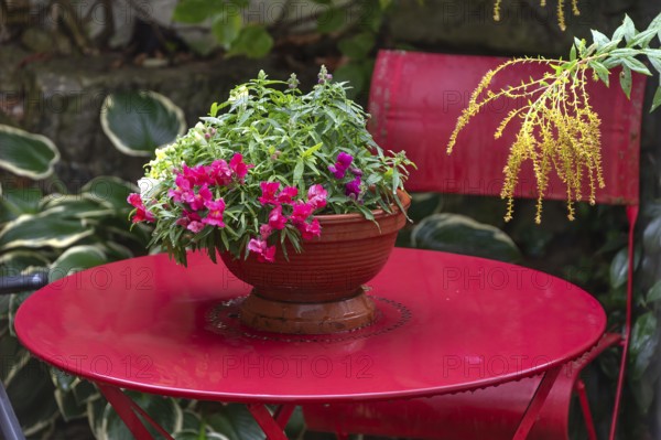 Garden snapdragons (Antirrhinum majus) on a red garden table, Bavaria, Germany