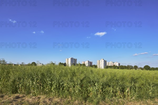 Rapeseed (Brassica napus), olive fruit, field, skyscrapers, residential buildings, view of skyscrapers on NiederhöchstÃ¤dter StraÃŸe, trees, blue sky, cumulus clouds, Steinbach, Taunus, Hochtaunus, Hesse, Germany