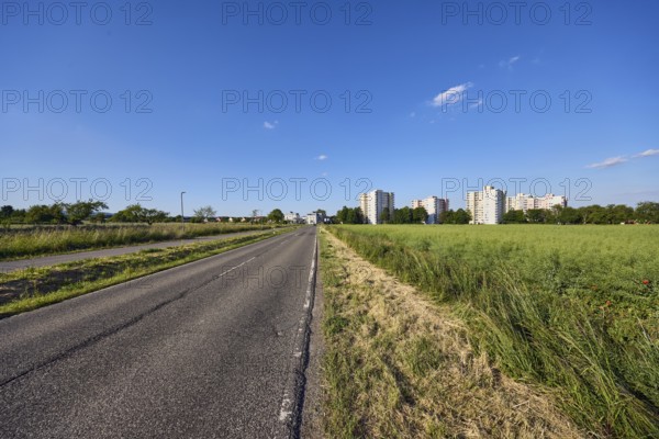 Cultural landscape, fields, oilseed rape (Brassica napus), view of high-rise buildings on NiederhöchstÃ¤dter StraÃŸe, residential buildings, trees, blue sky, cumulus clouds, Sodener StraÃŸe, Steinbach, Taunus, Hochtaunus, Hesse, Germany