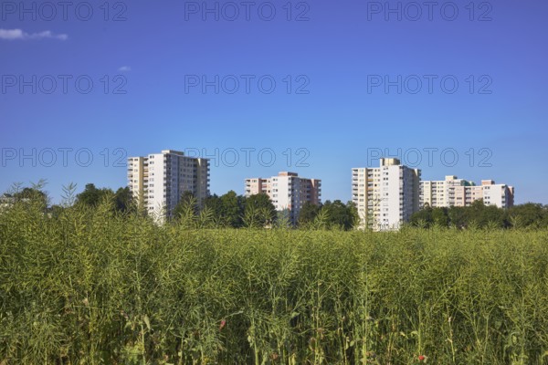 Rapeseed (Brassica napus), olive fruit, field, skyscrapers, residential buildings, view of skyscrapers on NiederhöchstÃ¤dter StraÃŸe, trees, blue sky, Steinbach, Taunus, Hochtaunuskreis, Hesse, Germany