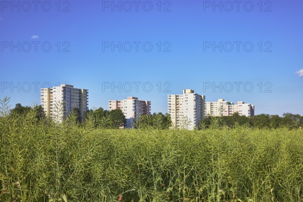 Rapeseed (Brassica napus), olive fruit, field, skyscrapers, residential buildings, view of skyscrapers on NiederhöchstÃ¤dter StraÃŸe, trees, depth of focus with blurred background, blue sky, Steinbach, Taunus, Hochtaunus, Hesse, Germany