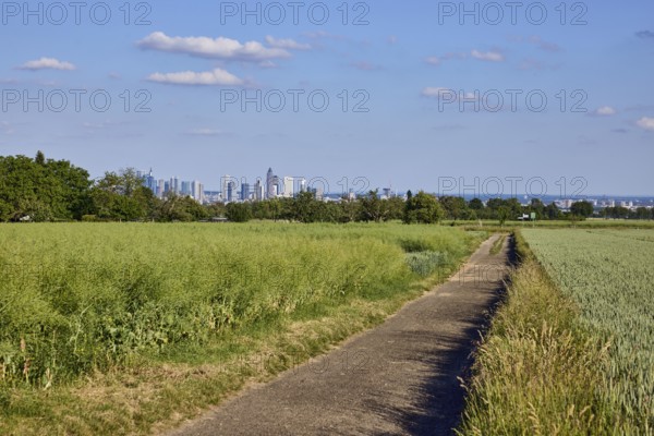 Fields, olive fruit, agricultural trail, rapeseed (Brassica napus), trees, skyline, haze, view of Frankfurt am Main, blue sky, cumulus clouds, Steinbach, Taunus, Hochtaunus, Hesse, Germany