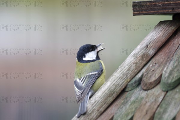 Great tit (Parus major), close-up, beak opened, The great tit sits on a birdhouse. The tongue is visible in the opened beak