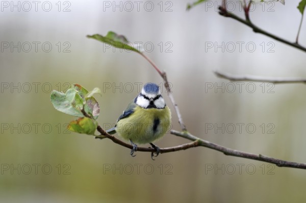 Blue tit (Cyanistes caeruleus), tree, autumn, cute, The blue tit sits on a branch with only sporadic autumn leaves. The bird looks directly at the camera