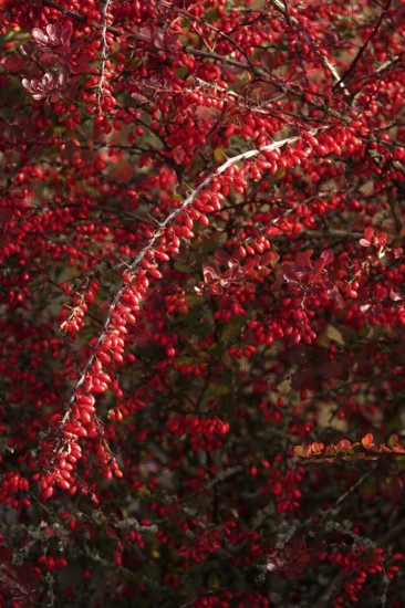 Barberry, autumn, Germany
