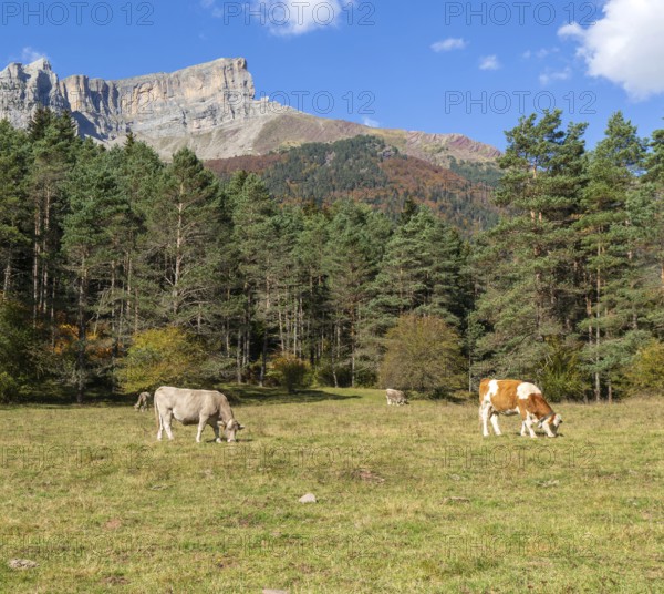 Cattle grazing in high mountain pasture, Selva de Oza, Valle de Hecho, Pyrenees Mountains, Huesca province, Aragon, Spain