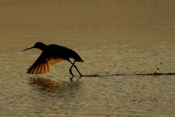 Spotted redshank (Tringa erythropus) silhouette of an adult wader bird running before taking off in a shallow lagoon at sunset, England, United Kingdom